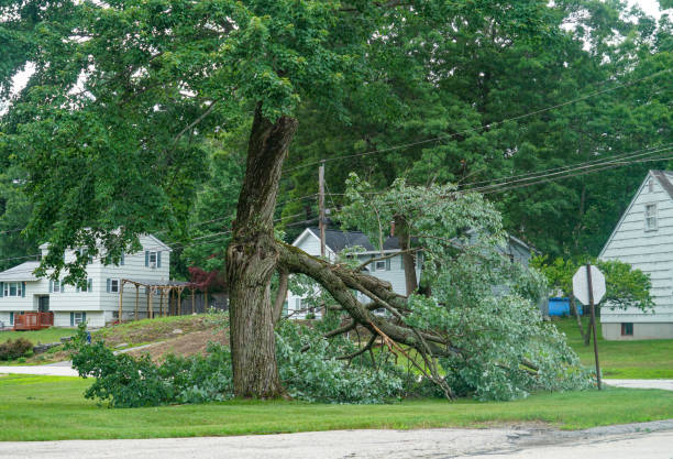 Reliable Avila Beach, CA  Tree Services Solutions